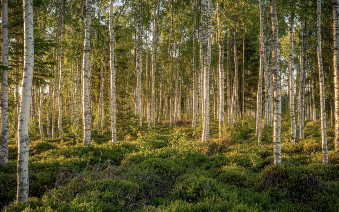 Выход на рынки Финляндии